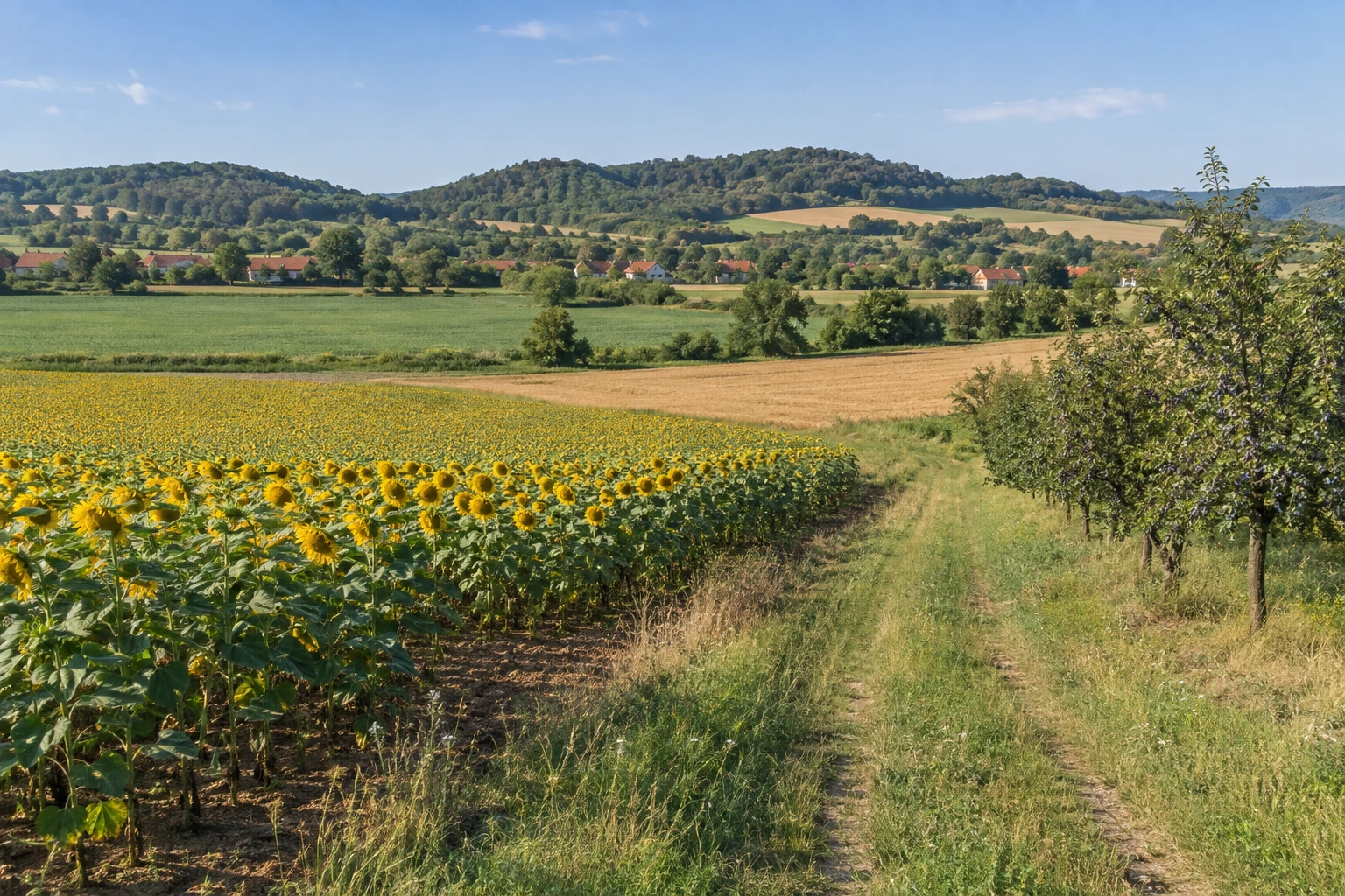 Romanian agricultural landscape with a field track, sunflower fields, arable land and fruit trees